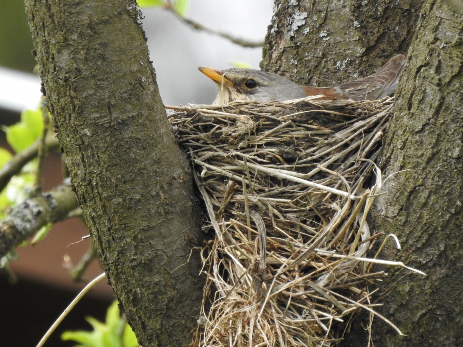 Kvíčaly udržují své hnízdo v čistotě, rodiče však v případě jeho ohrožení mohou trusem ostřelovat narušitele (foto: J. Lojda)