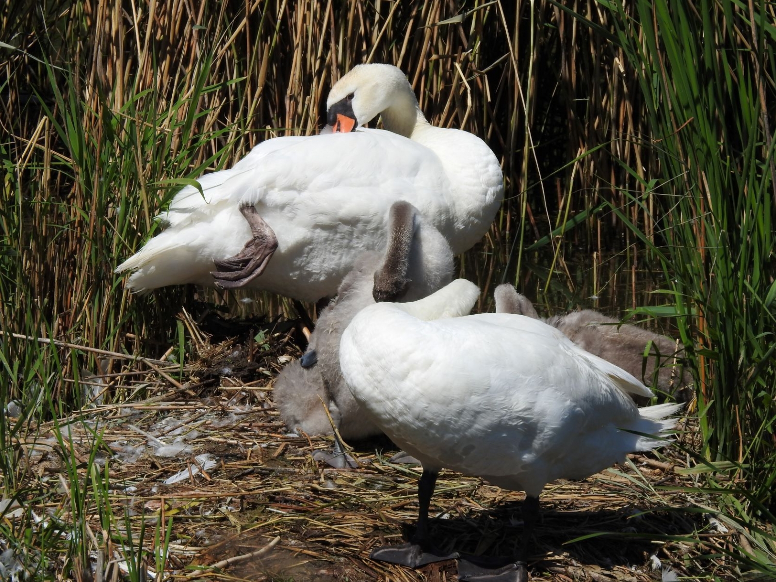 Rodinka labutí velkých při pravidelné péči o své opeření (foto: J. Lojda)
